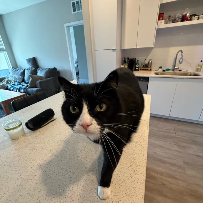 Orlando's Cat Whisperer