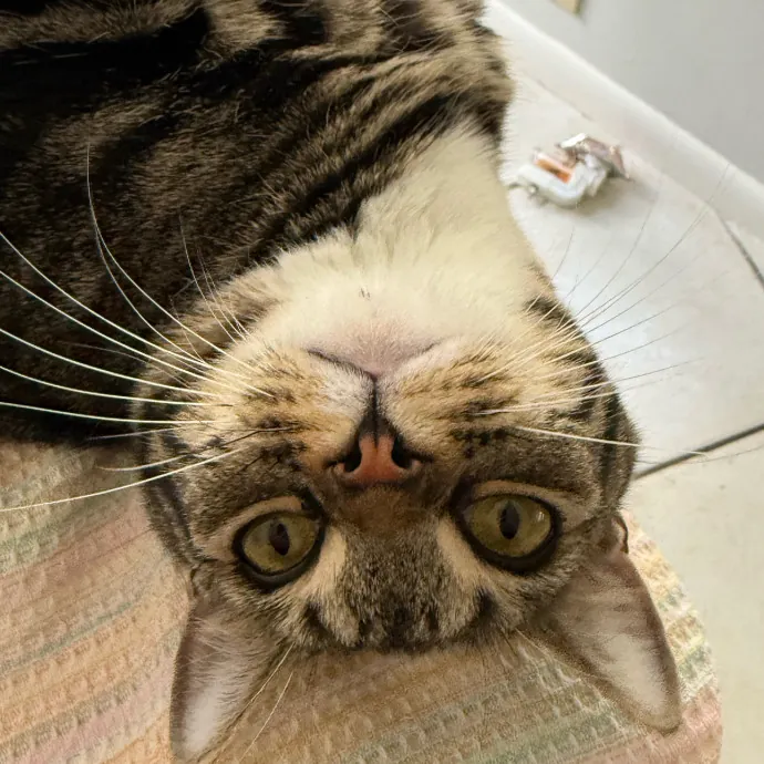 Orlando's Cat Whisperer