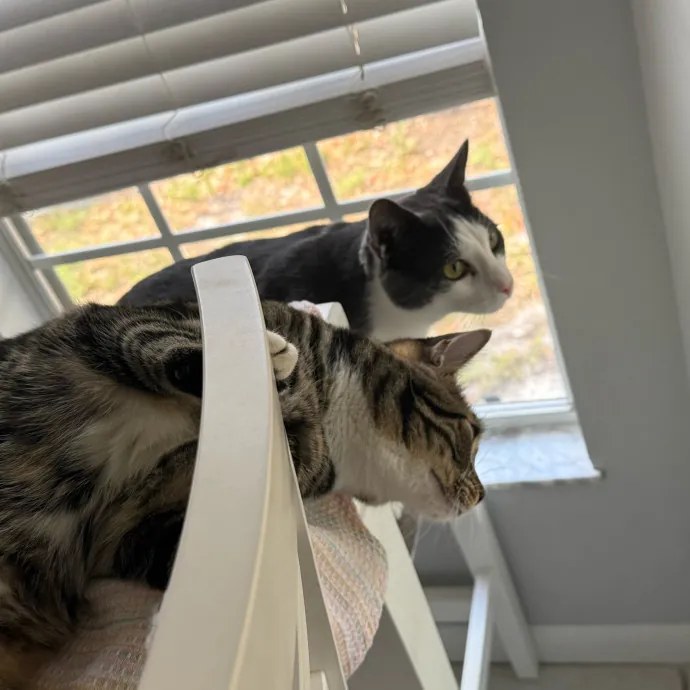 Orlando's Cat Whisperer