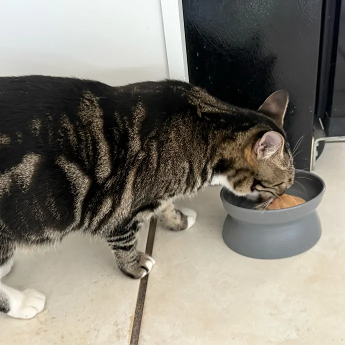 Orlando's Cat Whisperer