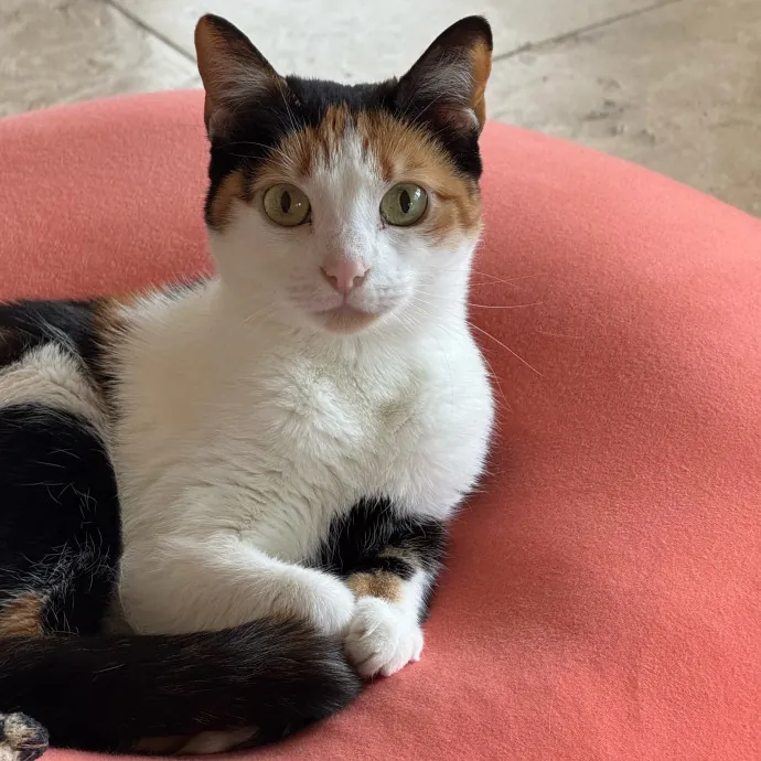 Orlando's Cat Whisperer