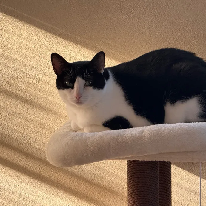 Orlando's Cat Whisperer