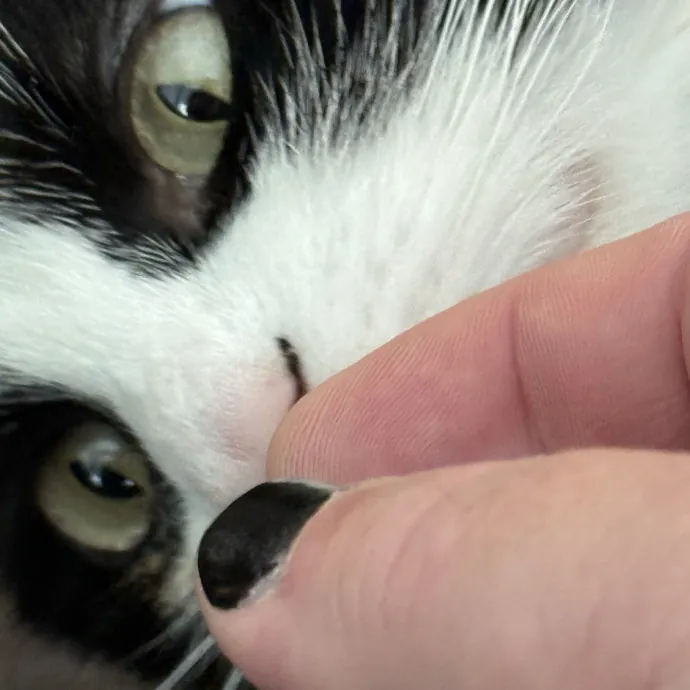 Orlando's Cat Whisperer