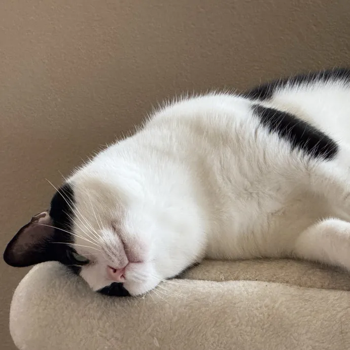 Orlando's Cat Whisperer