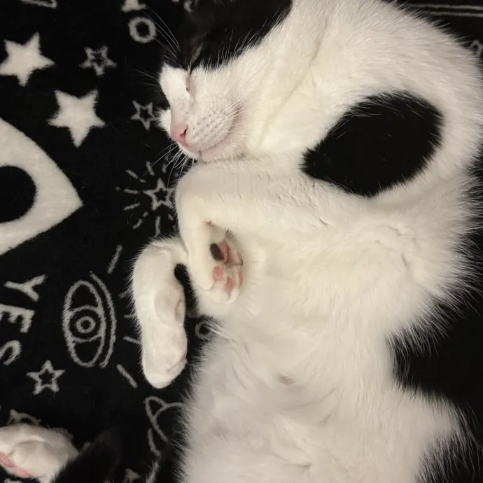 Orlando's Cat Whisperer