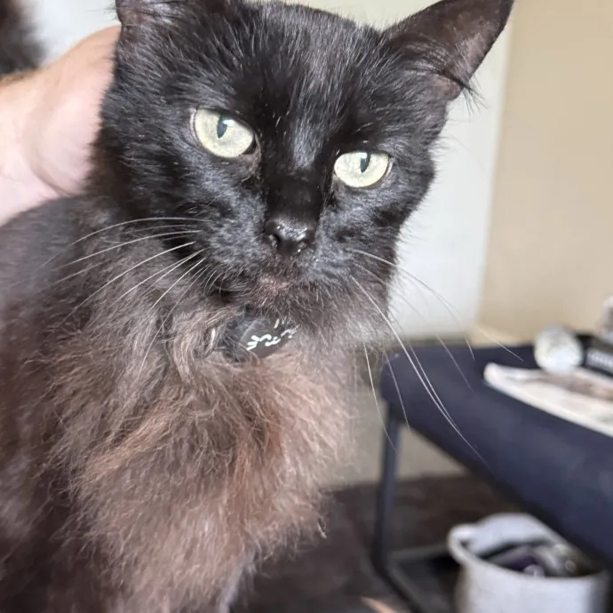 Orlando's Cat Whisperer