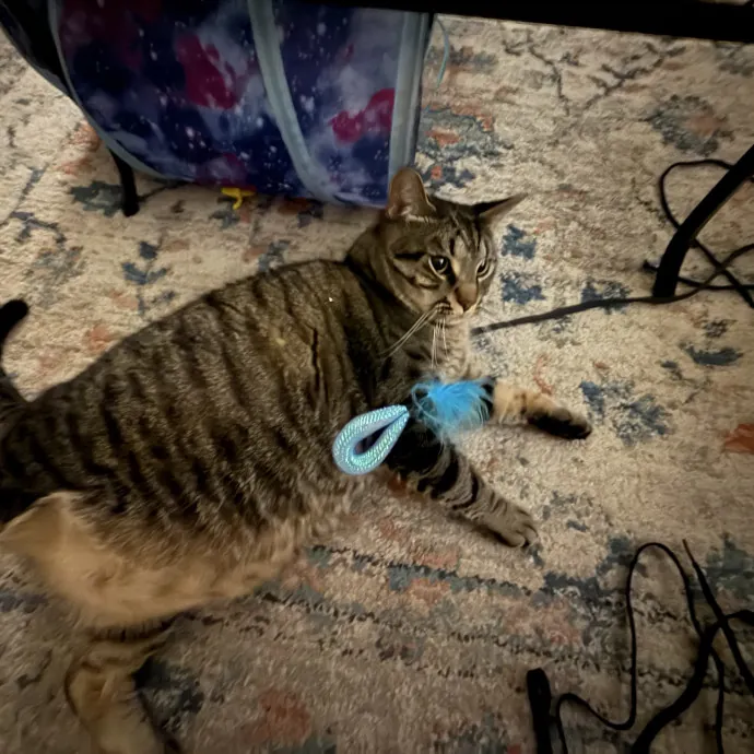 Orlando's Cat Whisperer