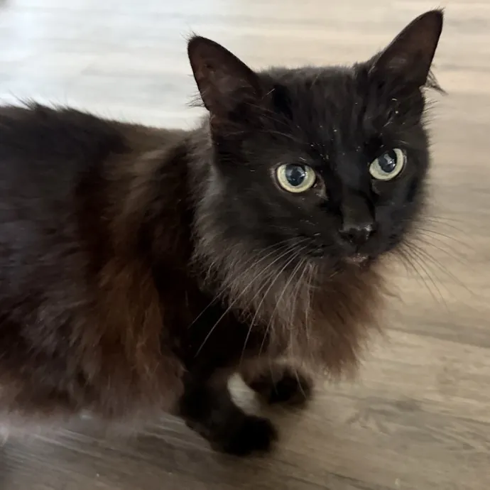 Orlando's Cat Whisperer