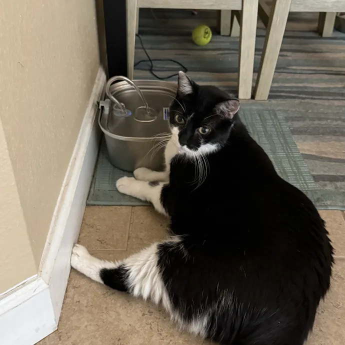 Orlando's Cat Whisperer