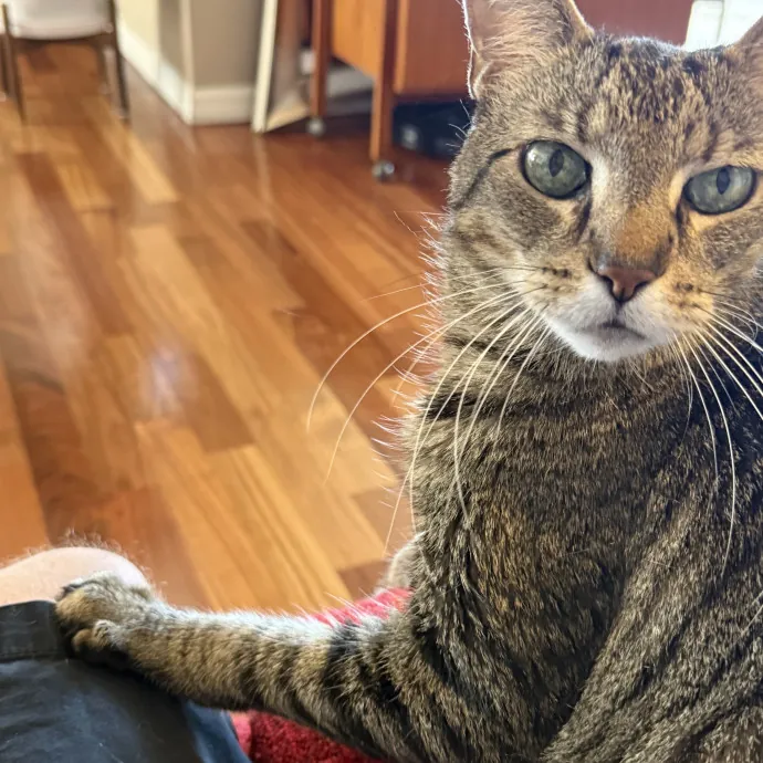 Orlando's Cat Whisperer