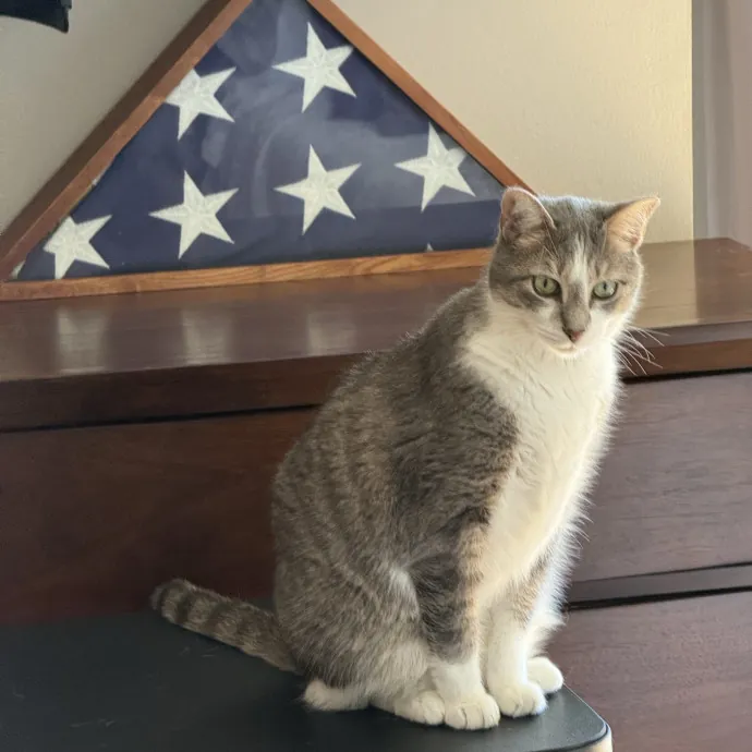 Orlando's Cat Whisperer