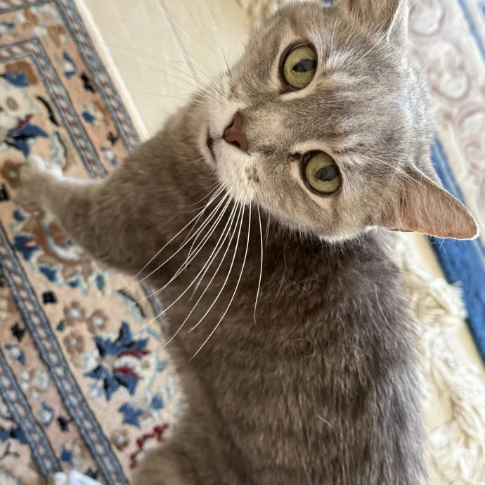 Orlando's Cat Whisperer