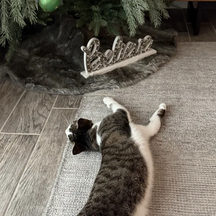 Orlando's Cat Whisperer