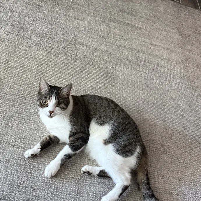 Orlando's Cat Whisperer