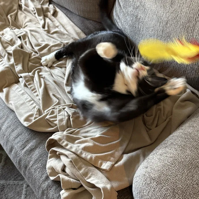 Orlando's Cat Whisperer photo 4