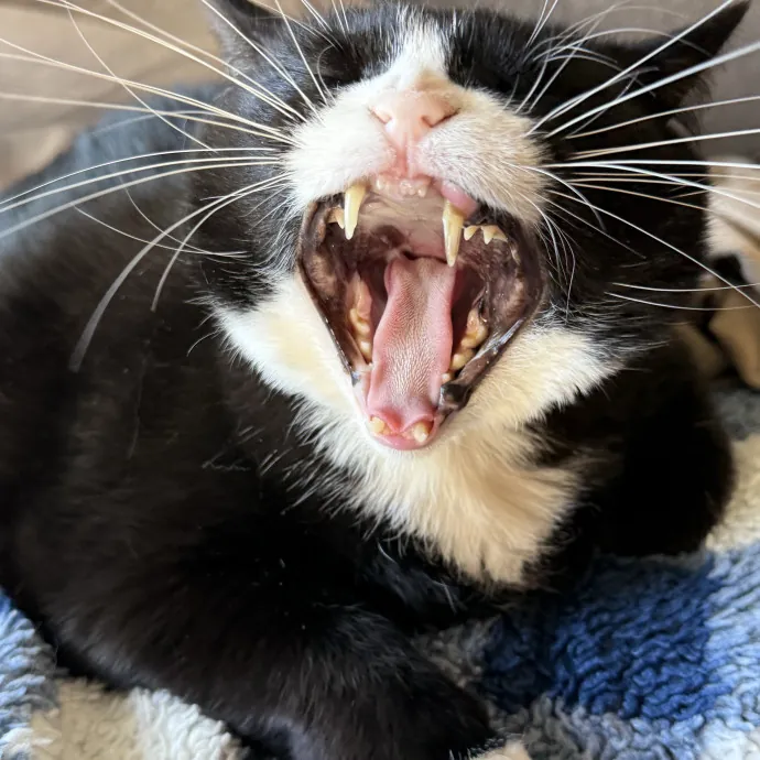 Orlando's Cat Whisperer photo 3