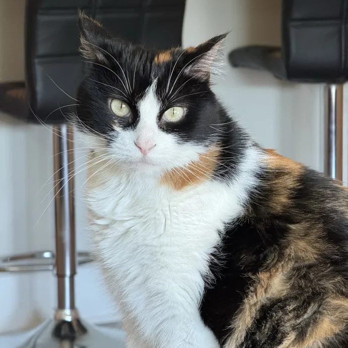 Orlando's Cat Whisperer photo 2