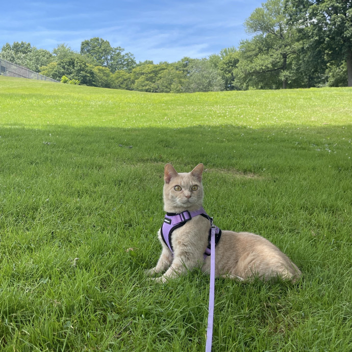 I'll Care For Your Cat Like My Own