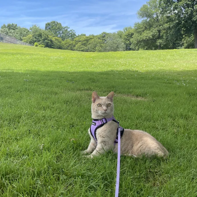 I'll Care For Your Cat Like My Own