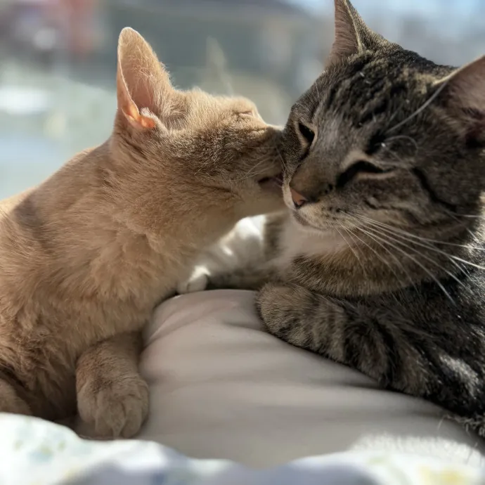 I'll Care For Your Cat Like My Own