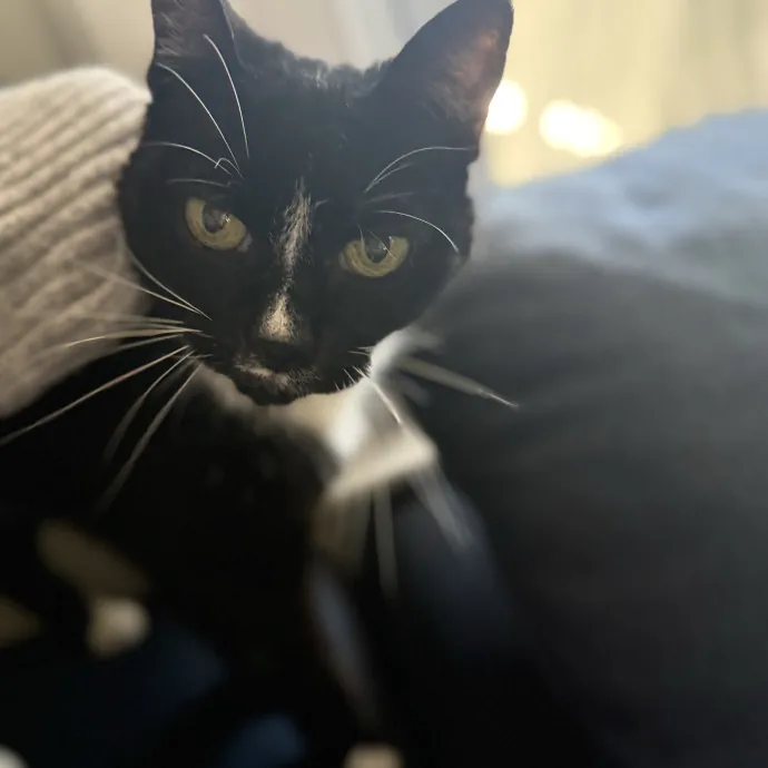 I'll Care For Your Cat Like My Own