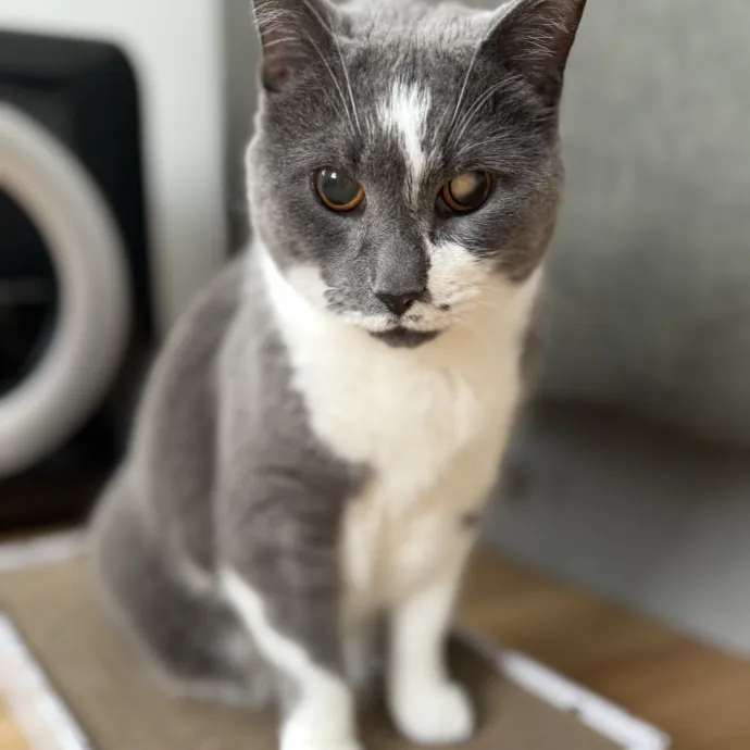 I'll Care For Your Cat Like My Own