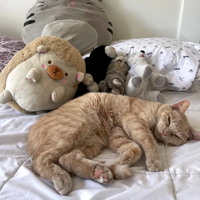 I'll Care For Your Cat Like My Own