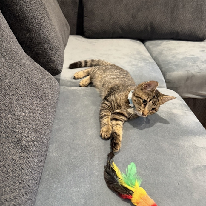 I'll Care For Your Cat Like My Own