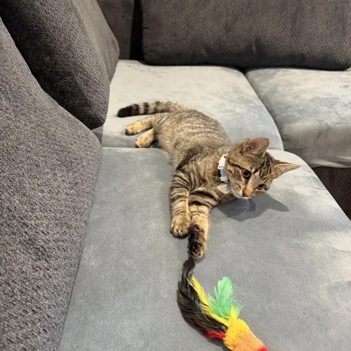 I'll Care For Your Cat Like My Own
