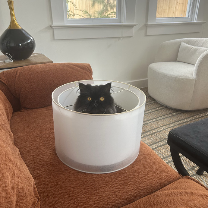 Serving Care And Catitude