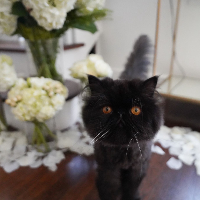 Serving Care And Catitude photo 3