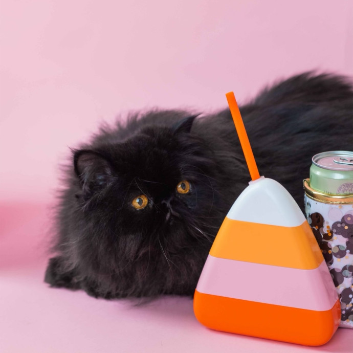 Serving Care And Catitude photo 2