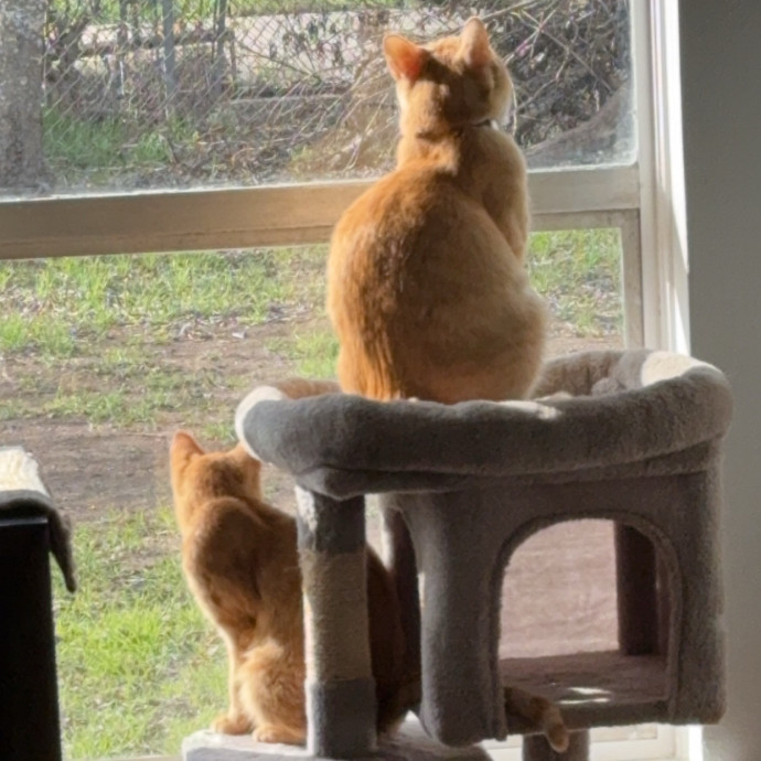 Jenn The Cat Sitter