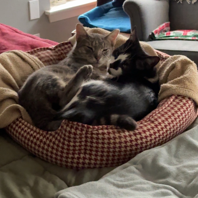Jenn The Cat Sitter