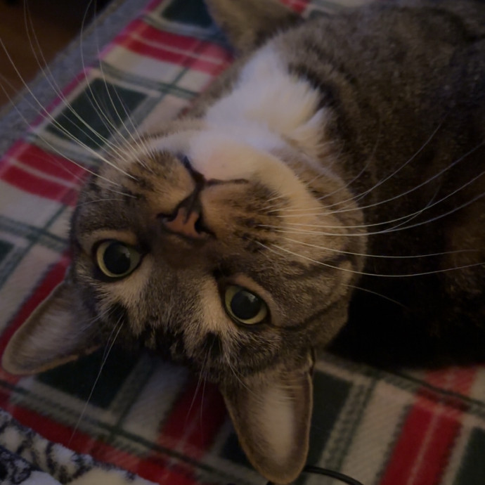 Jenn The Cat Sitter