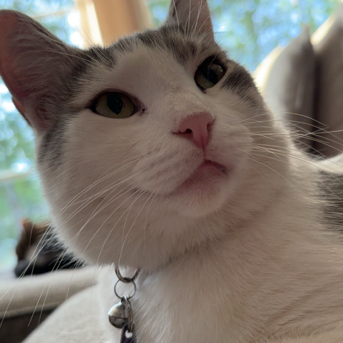 Jenn The Cat Sitter