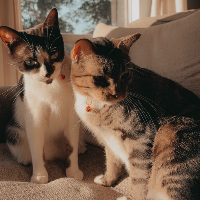 Jenn The Cat Sitter