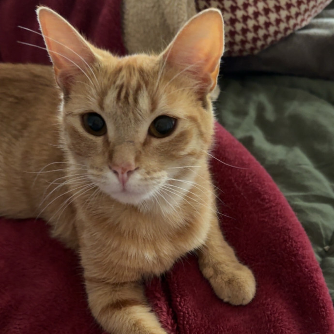 Jenn The Cat Sitter