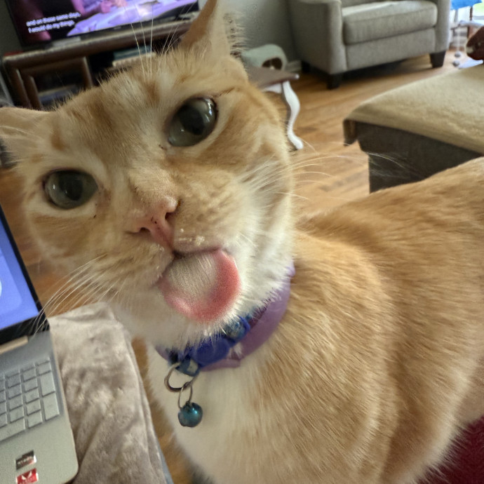 Jenn The Cat Sitter