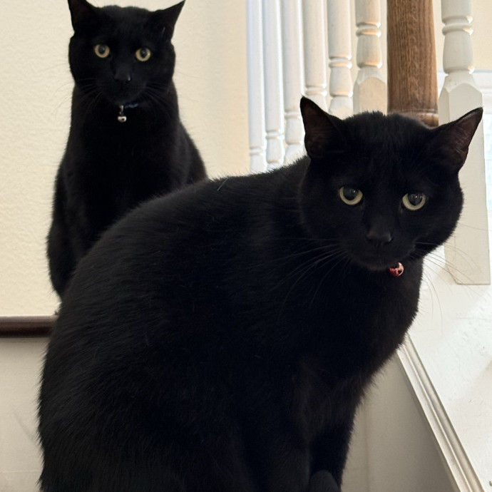 Jenn The Cat Sitter