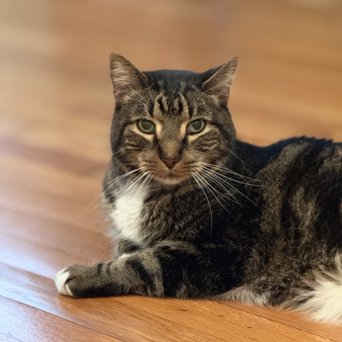 Jenn The Cat Sitter
