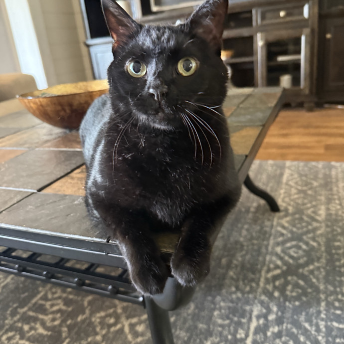 Jenn The Cat Sitter
