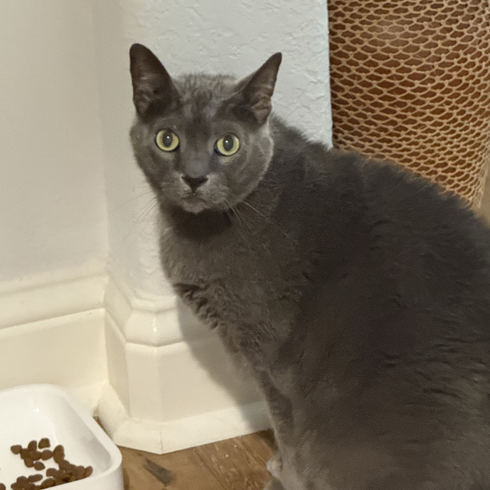 Jenn The Cat Sitter