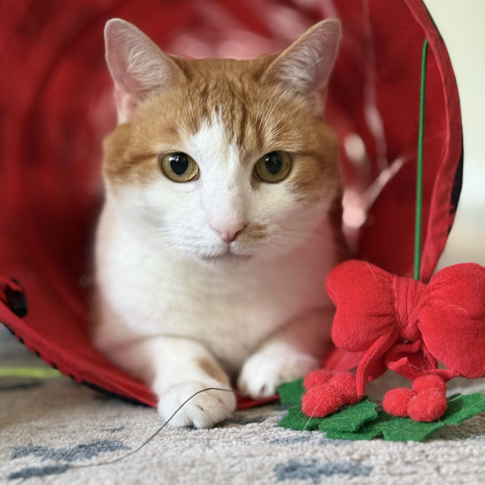 Jenn The Cat Sitter