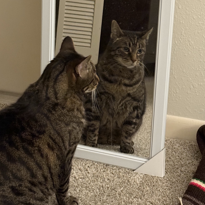Jenn The Cat Sitter