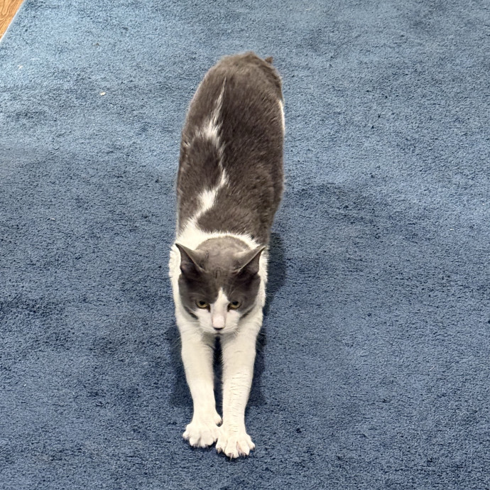 Jenn The Cat Sitter