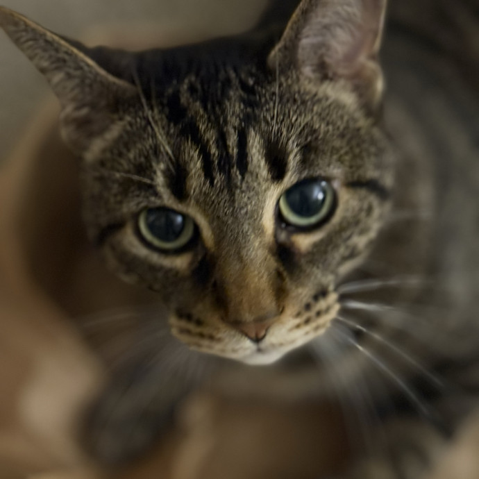 Jenn The Cat Sitter