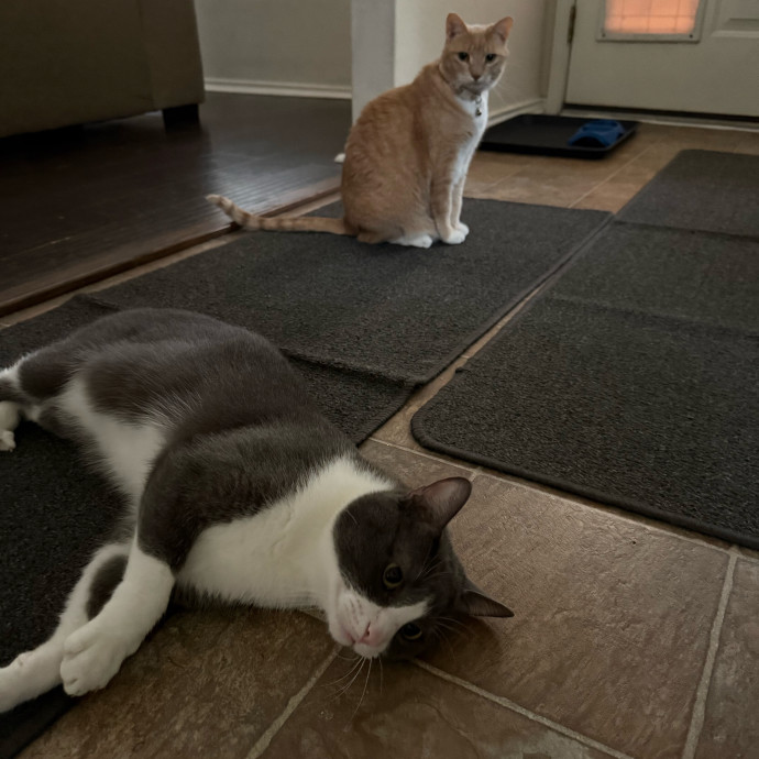 Jenn The Cat Sitter