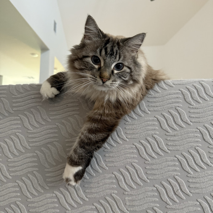 Jenn The Cat Sitter