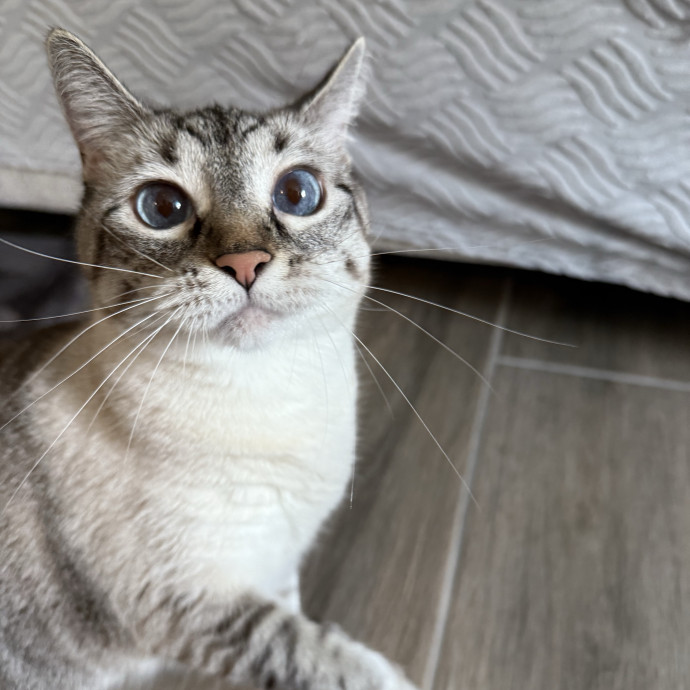 Jenn The Cat Sitter